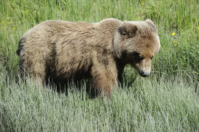 Brown Bear-063018-Lake Clark National Park, AK-#0695.JPG