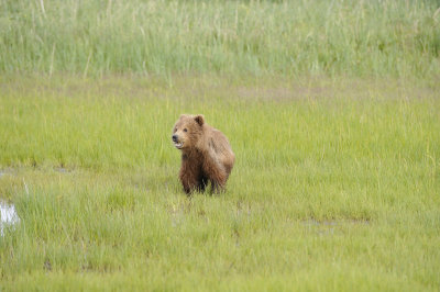 Brown Bear-063018-Lake Clark National Park, AK-#0812.JPG