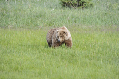 Brown Bear-063018-Lake Clark National Park, AK-#0881.JPG