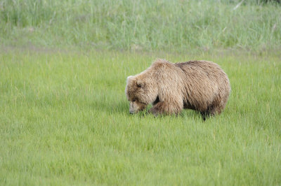 Brown Bear-063018-Lake Clark National Park, AK-#0899.JPG