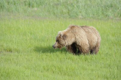 Brown Bear-063018-Lake Clark National Park, AK-#0942.JPG