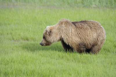 Brown Bear-063018-Lake Clark National Park, AK-#0967.JPG