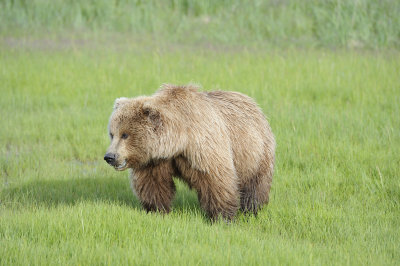 Brown Bear-063018-Lake Clark National Park, AK-#0974.JPG