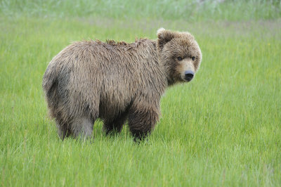 Brown Bear-063018-Lake Clark National Park, AK-#0990.JPG