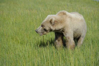 Brown Bear-063018-Lake Clark National Park, AK-#1428.JPG