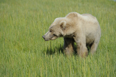 Brown Bear-063018-Lake Clark National Park, AK-#1430.JPG