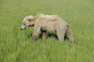 Brown Bear-063018-Lake Clark National Park, AK-#1434.JPG