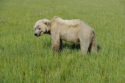 Brown Bear-063018-Lake Clark National Park, AK-#1435.JPG