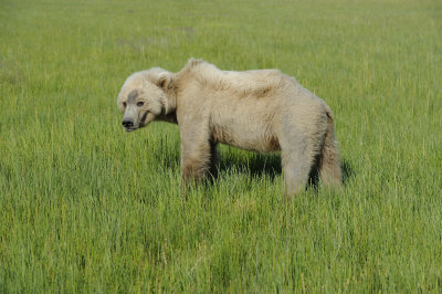 Brown Bear-063018-Lake Clark National Park, AK-#1436.JPG