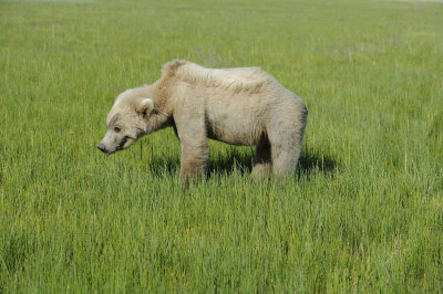 Brown Bear-063018-Lake Clark National Park, AK-#1441.JPG