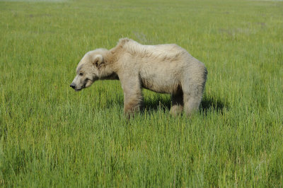 Brown Bear-063018-Lake Clark National Park, AK-#1445.JPG