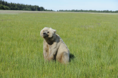 Brown Bear-063018-Lake Clark National Park, AK-#1450.JPG