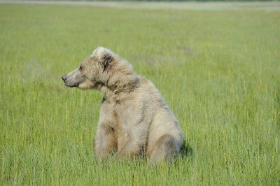 Brown Bear-063018-Lake Clark National Park, AK-#1453.JPG