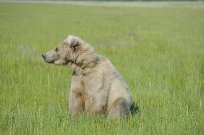 Brown Bear-063018-Lake Clark National Park, AK-#1454.JPG