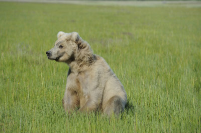 Brown Bear-063018-Lake Clark National Park, AK-#1459.JPG