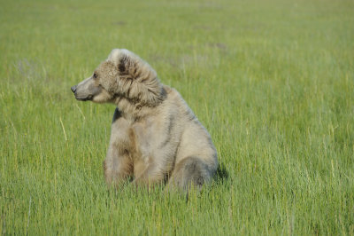 Brown Bear-063018-Lake Clark National Park, AK-#1461.JPG