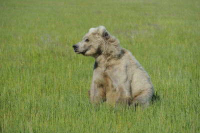 Brown Bear-063018-Lake Clark National Park, AK-#1465.JPG