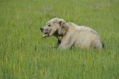 Brown Bear-063018-Lake Clark National Park, AK-#1481.JPG