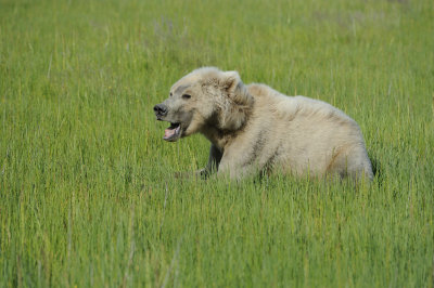 Brown Bear-063018-Lake Clark National Park, AK-#1482.JPG