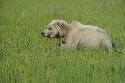 Brown Bear-063018-Lake Clark National Park, AK-#1491.JPG