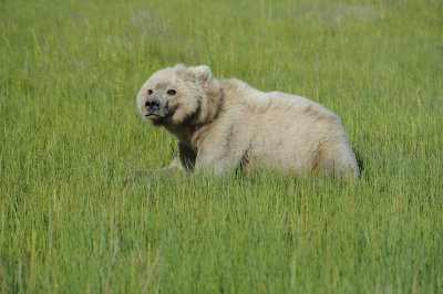 Brown Bear-063018-Lake Clark National Park, AK-#1505.JPG