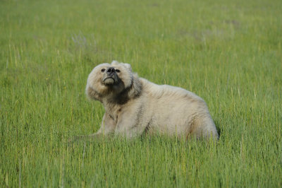 Brown Bear-063018-Lake Clark National Park, AK-#1512.JPG