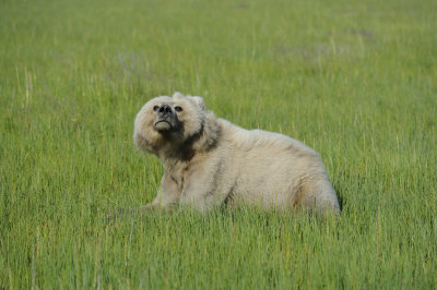 Brown Bear-063018-Lake Clark National Park, AK-#1513.JPG