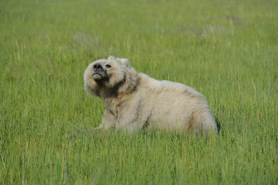 Brown Bear-063018-Lake Clark National Park, AK-#1516.JPG