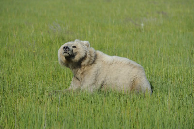 Brown Bear-063018-Lake Clark National Park, AK-#1518.JPG
