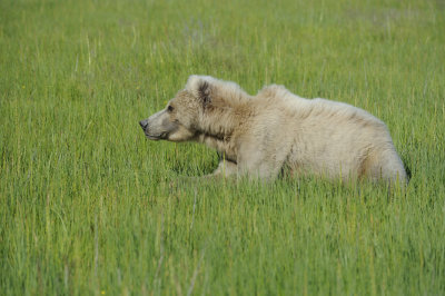 Brown Bear-063018-Lake Clark National Park, AK-#1520.JPG