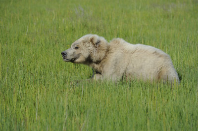 Brown Bear-063018-Lake Clark National Park, AK-#1521.JPG