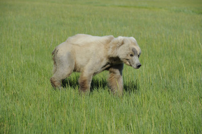 Brown Bear-063018-Lake Clark National Park, AK-#1529.JPG