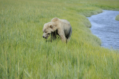 Brown Bear-063018-Lake Clark National Park, AK-#1560.JPG