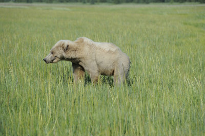 Brown Bear-063018-Lake Clark National Park, AK-#1570.JPG