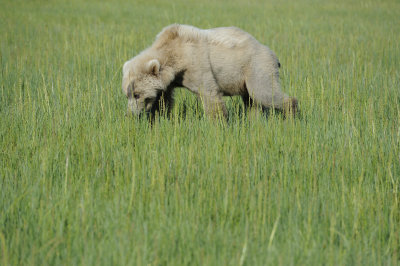 Brown Bear-063018-Lake Clark National Park, AK-#1573.JPG