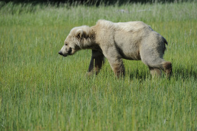 Brown Bear-063018-Lake Clark National Park, AK-#1583.JPG