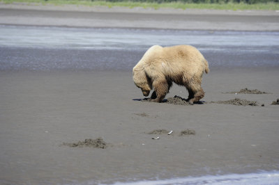 Brown Bear-063018-Lake Clark National Park, AK-#1860.JPG
