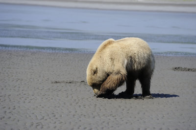 Brown Bear-063018-Lake Clark National Park, AK-#1928.JPG