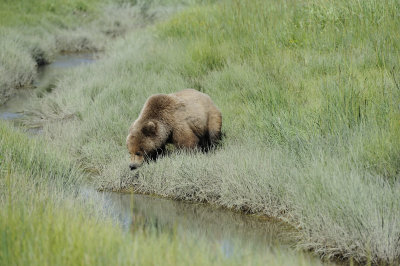 Brown Bear-063018-Lake Clark National Park, AK-#4549.JPG