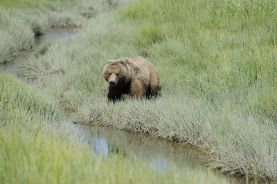 Brown Bear-063018-Lake Clark National Park, AK-#4550.JPG