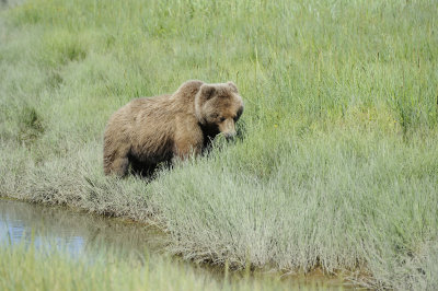 Brown Bear-063018-Lake Clark National Park, AK-#4559.JPG