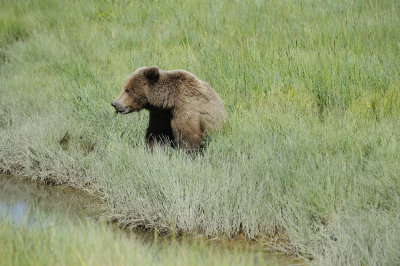Brown Bear-063018-Lake Clark National Park, AK-#4565.JPG