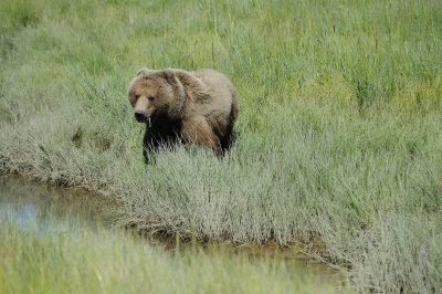 Brown Bear-063018-Lake Clark National Park, AK-#4569.JPG