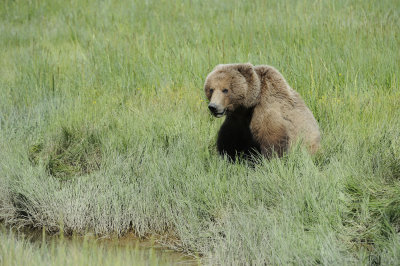 Brown Bear-063018-Lake Clark National Park, AK-#4595.JPG