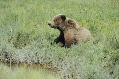 Brown Bear-063018-Lake Clark National Park, AK-#4600.JPG