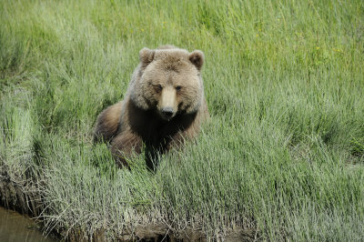Brown Bear-063018-Lake Clark National Park, AK-#4613.JPG