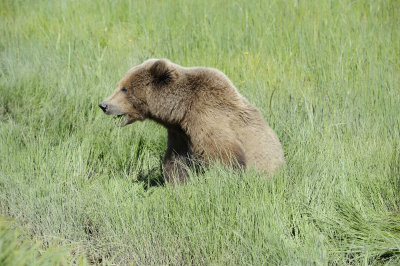 Brown Bear-063018-Lake Clark National Park, AK-#4697.JPG