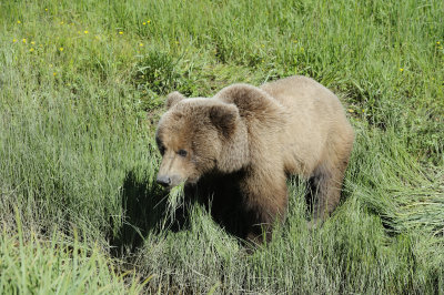 Brown Bear-063018-Lake Clark National Park, AK-#4750.JPG