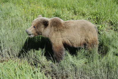 Brown Bear-063018-Lake Clark National Park, AK-#4766.JPG