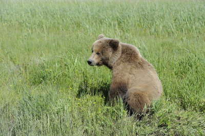 Brown Bear-063018-Lake Clark National Park, AK-#4780.JPG